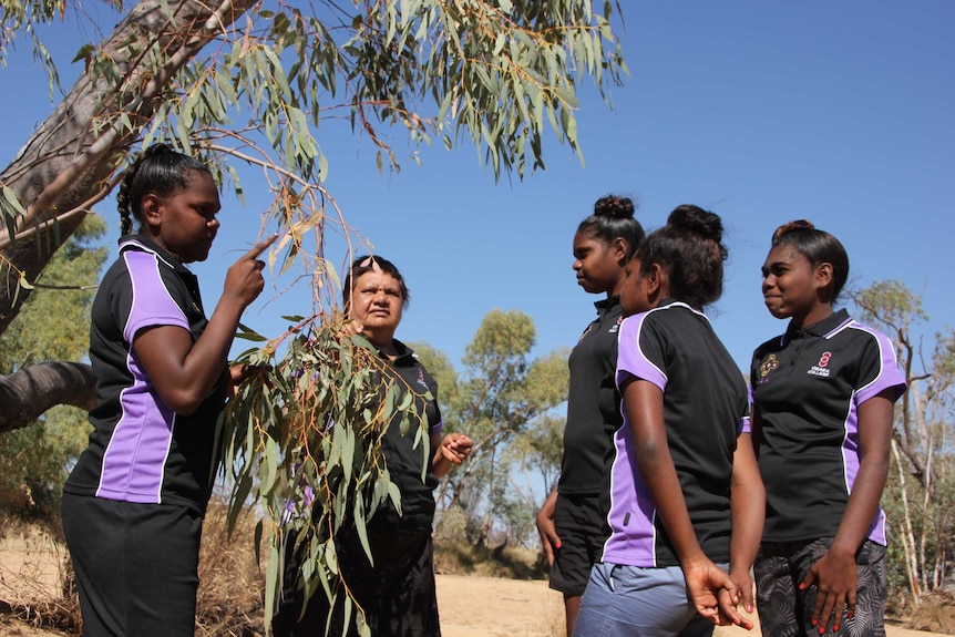 Yirara College students look at gum leaves