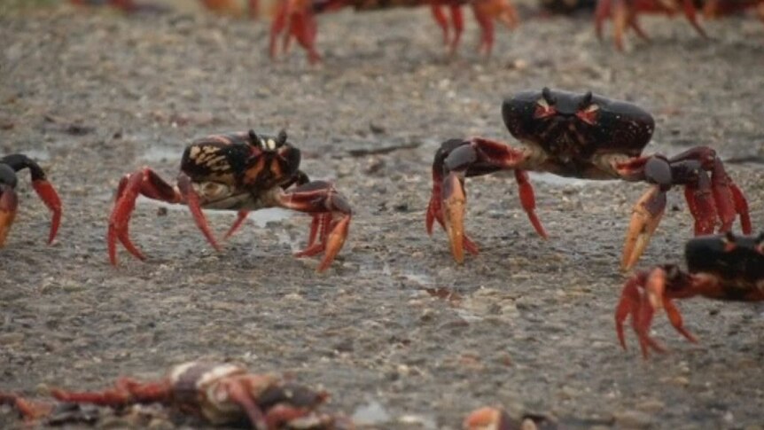Crabs on the march in Cuba - ABC News