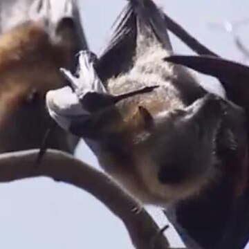 A bat hangs upside-down in a tree