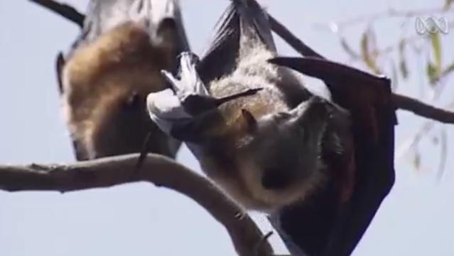 A bat hangs upside-down in a tree