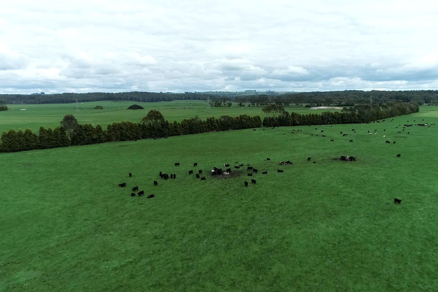 Tasmanian farming land with cows.