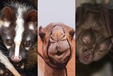 A composite image showing civet, camel and bat faces