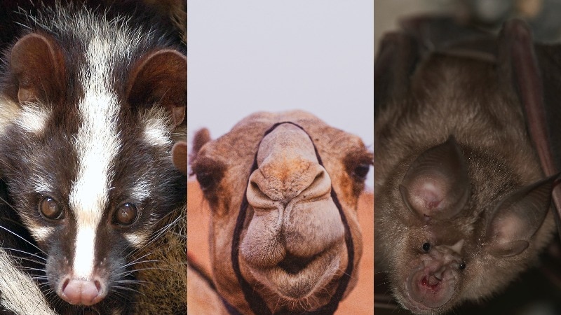 A composite image showing civet, camel and bat faces