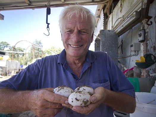 A man cradles three crocodile eggs in his hands