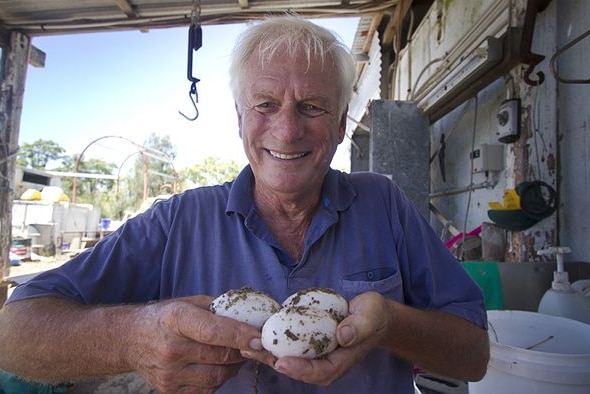 John Lever holds three crocodile eggs, about the same size as large chicken eggs