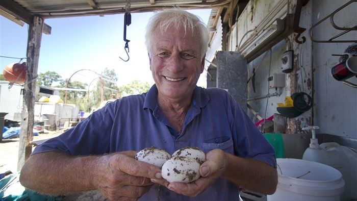 John Lever holds three crocodile eggs, about the same size as large chicken eggs