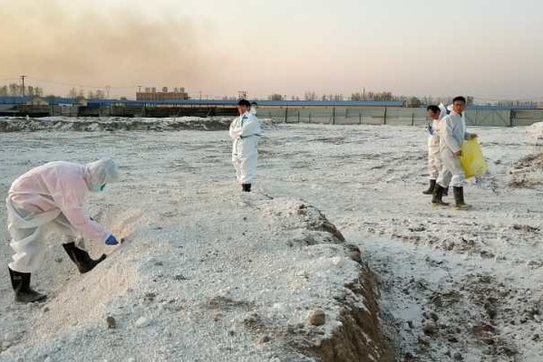 The area dead pigs are being buried at a Chinese piggery.