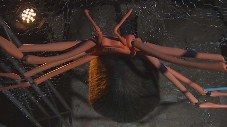 Giant models of Tasmanian Cave spiders on display in Hobart