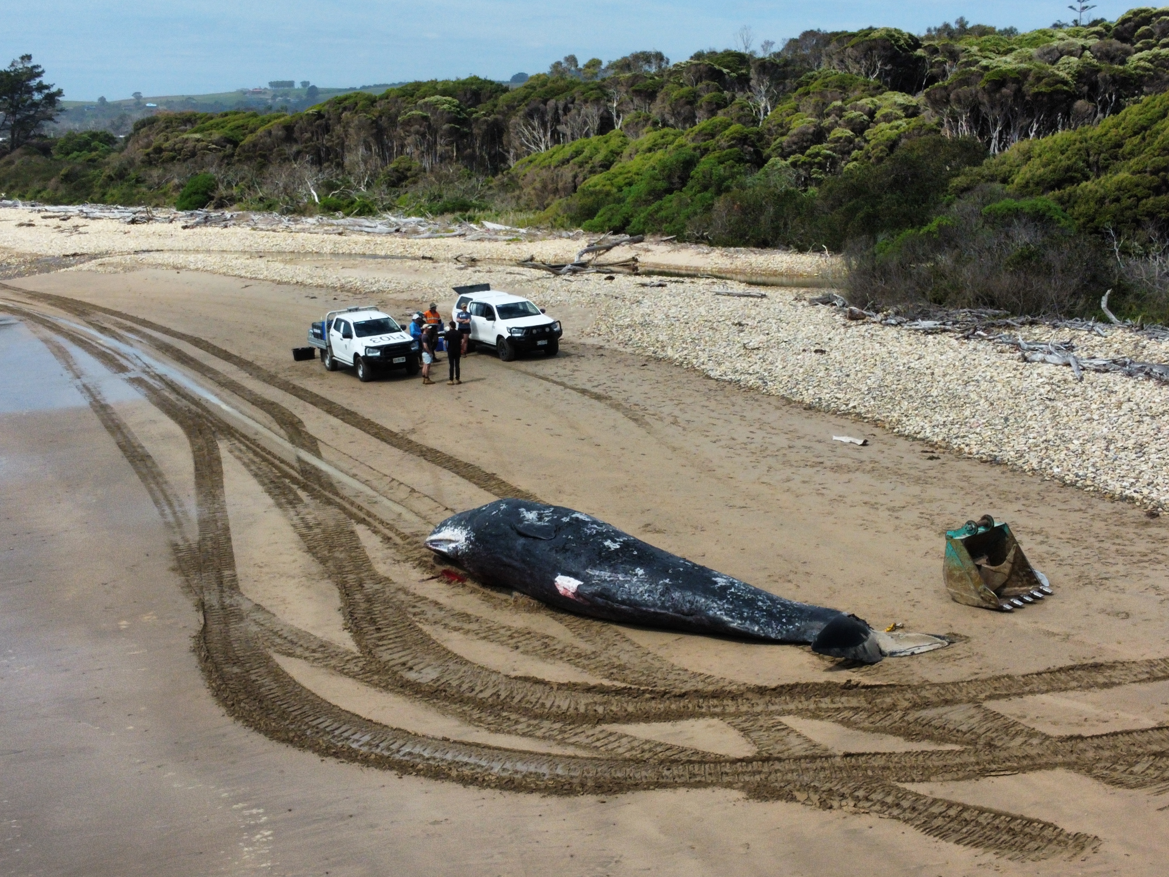 The beach, two utes, a dead whale