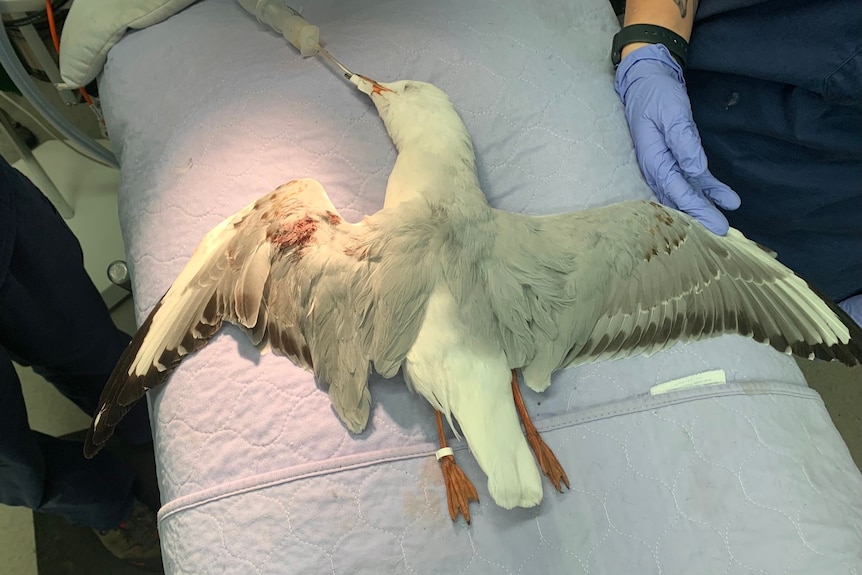 A bird with an injury on its wing is sedated, lying on a pillow.