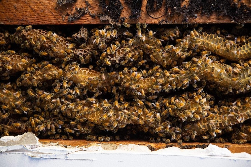 Bees in a ceiling at a property in Carseldine.