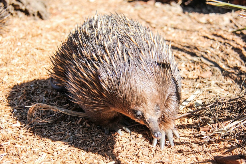 Echidna