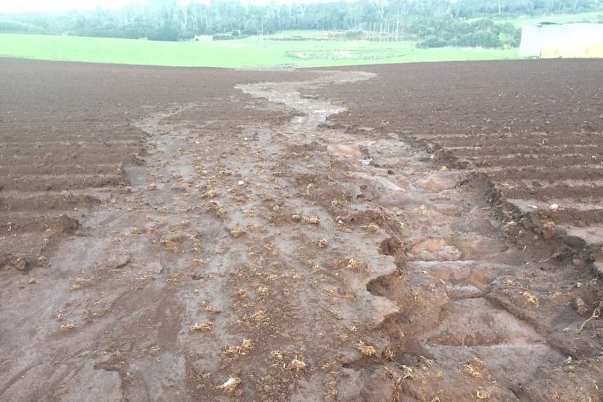 Heavy rain impacts on crops