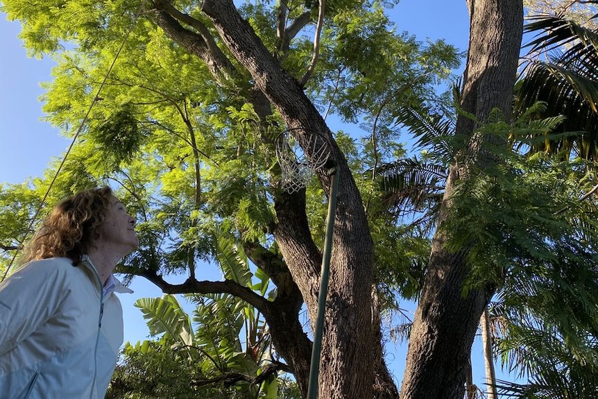 90 year old jacaranda added to Perth council's 'Trees of Significance Inventory'