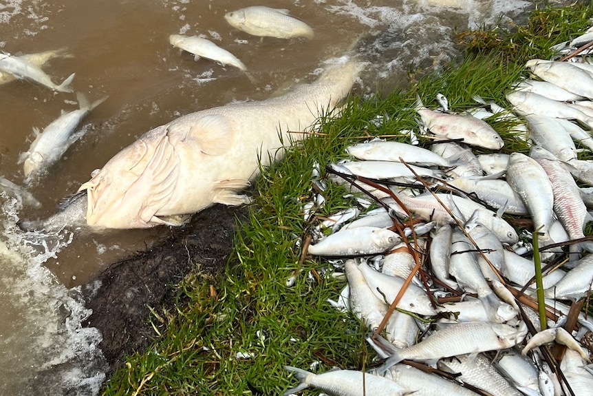 A dead Murray cod surrounded by other dead fish by a grassy bank
