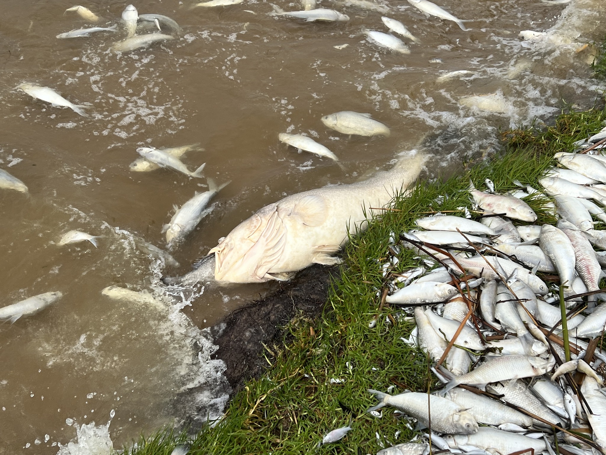 A dead Murray cod surrounded by other dead fish by a grassy bank