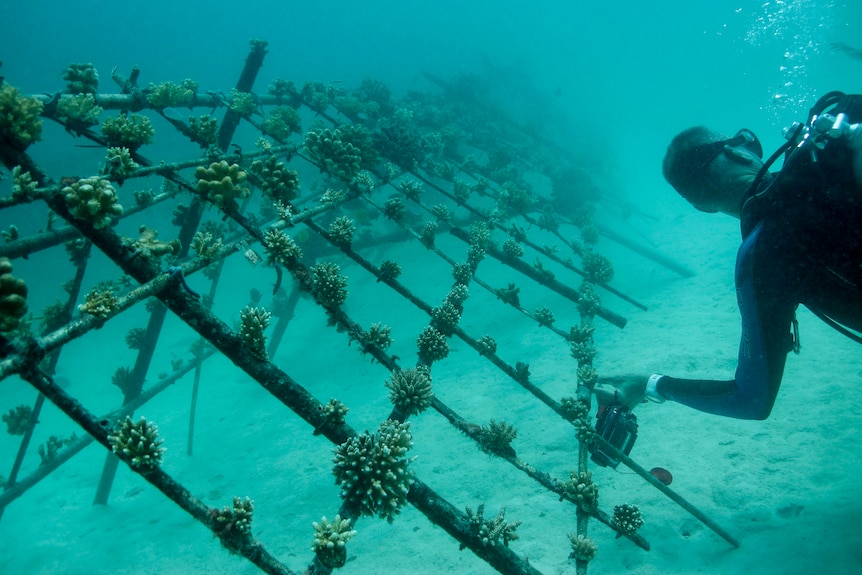 Undewater, you view a diver touching an a-frame skeleton on the seafloor growing young coral.