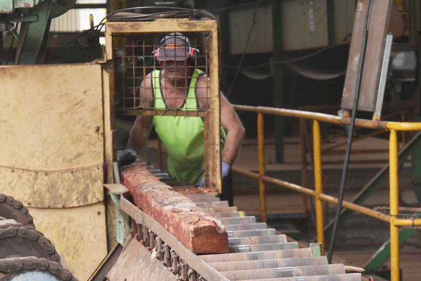 A sawmill worker rolls a piece of wood down a conveyor belt.