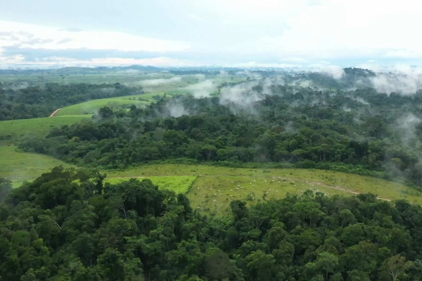 The Brazilian Amazon is being destroyed at rapidly increasing rates