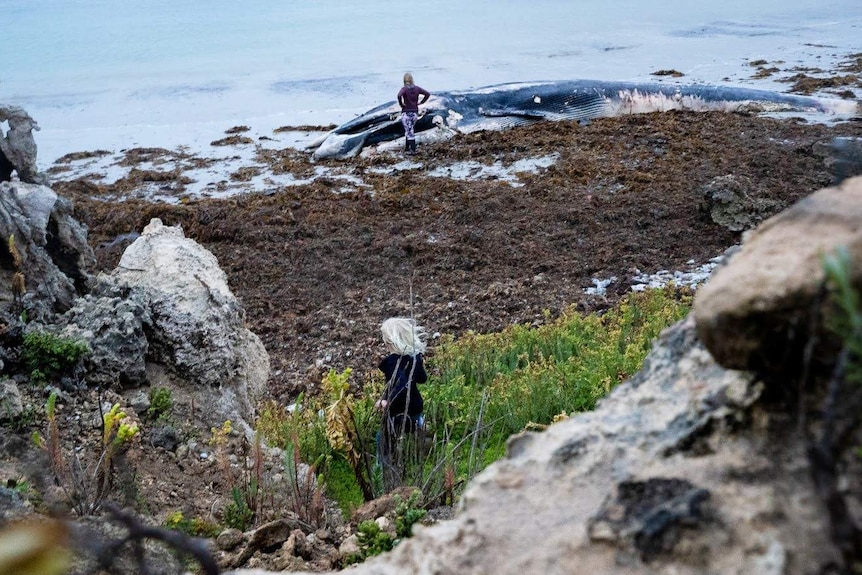 A young girl runs down a sandhill to meet her sister standing by a beached whale on the shore.