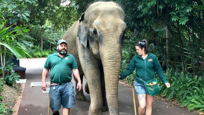 Tricia, gajah milik kebun binatang Perth