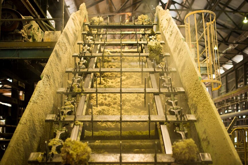 Shredded cane is fed up a series of conveyor belts before being pressed to extract the sugar cane juice.