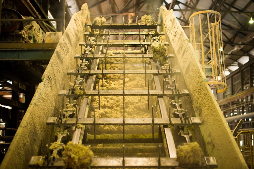 Shredded cane is fed up a series of conveyor belts before being pressed to extract the sugar cane juice.