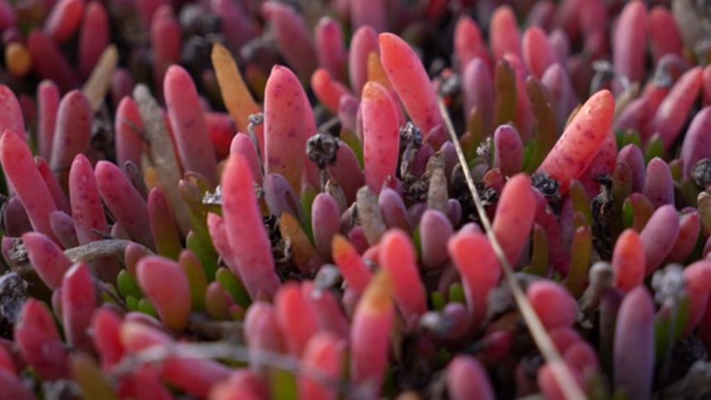 Salt tolerant vegetable crops make use of farming wasteland - ABC News