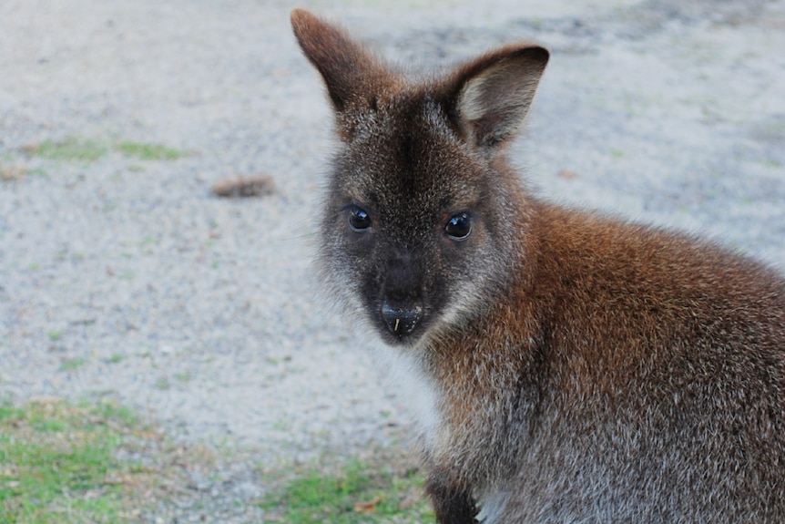 A brown wallaby sits looking at the camera.