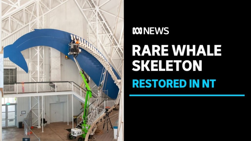 Rare Whale Skeleton, Restored in NT: Workers in a cherry picker examine a whale skeleton mounted inside a large room.