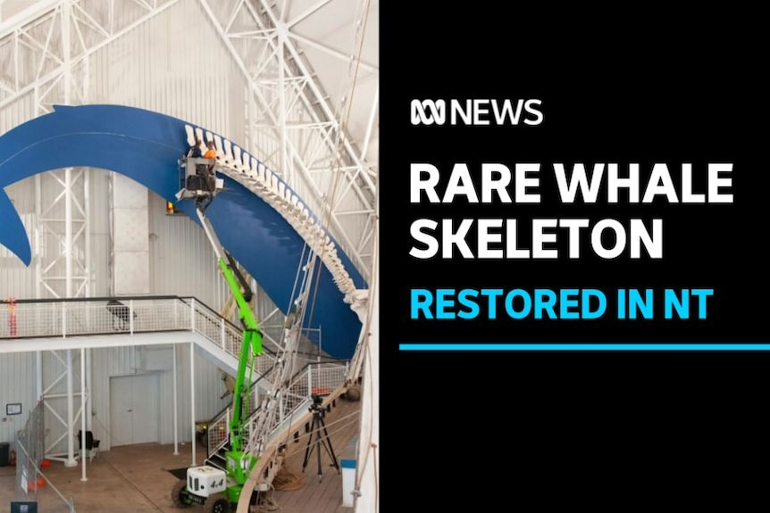 Rare Whale Skeleton, Restored in NT: Workers in a cherry picker examine a whale skeleton mounted inside a large room.