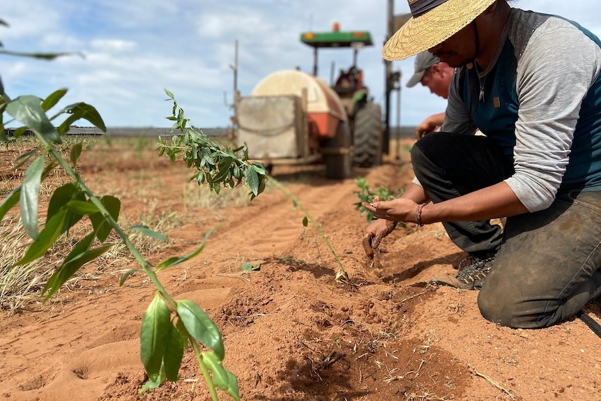 A man planting trees in a paddock.