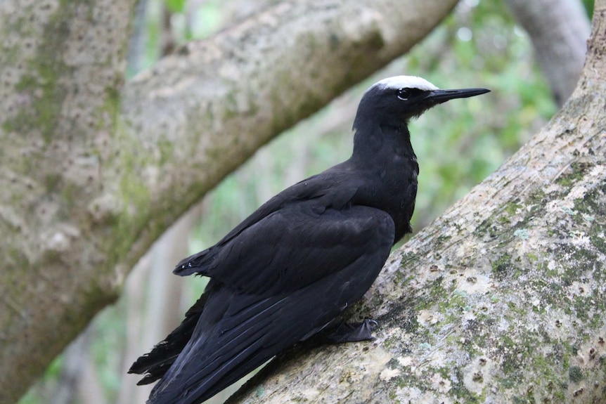 A black bird with a white stripe on its head climbs along a tree branch.