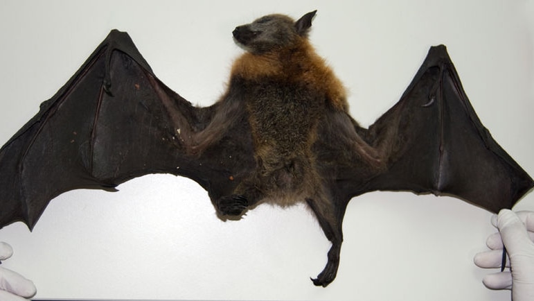 The carcass of a flying fox, discovered in a Hobart backyard.