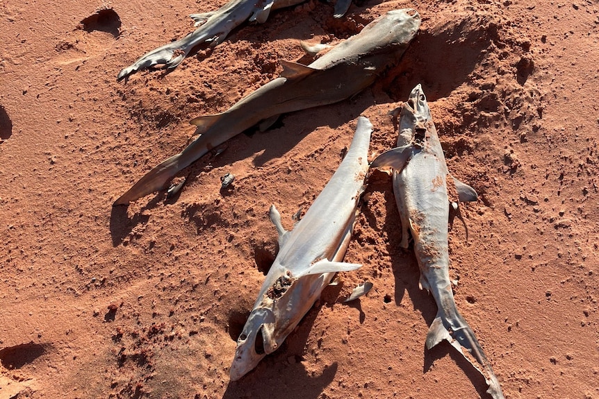 Dead sharks on a beach.
