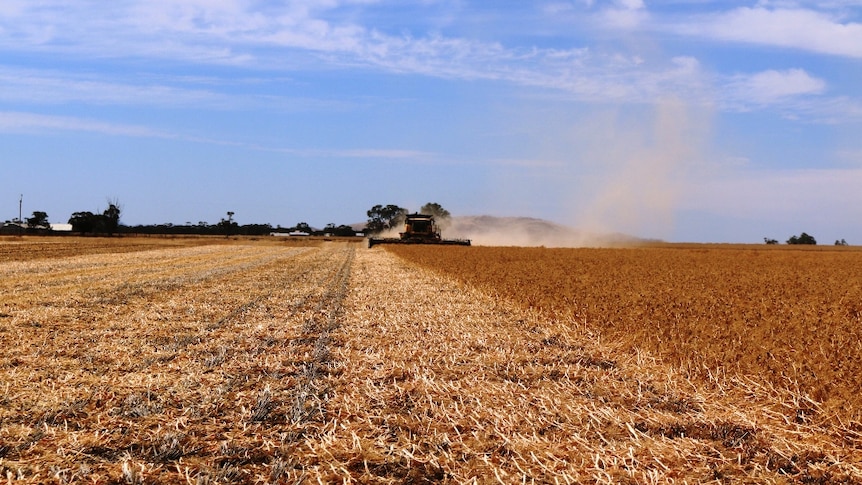 Combine rolls over a paddock of field peas on a blue sky day
