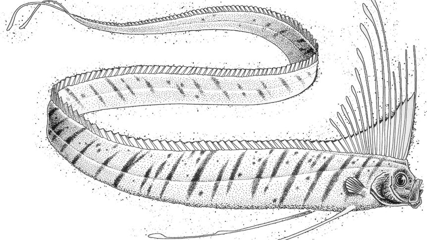 Illustration of an oarfish.