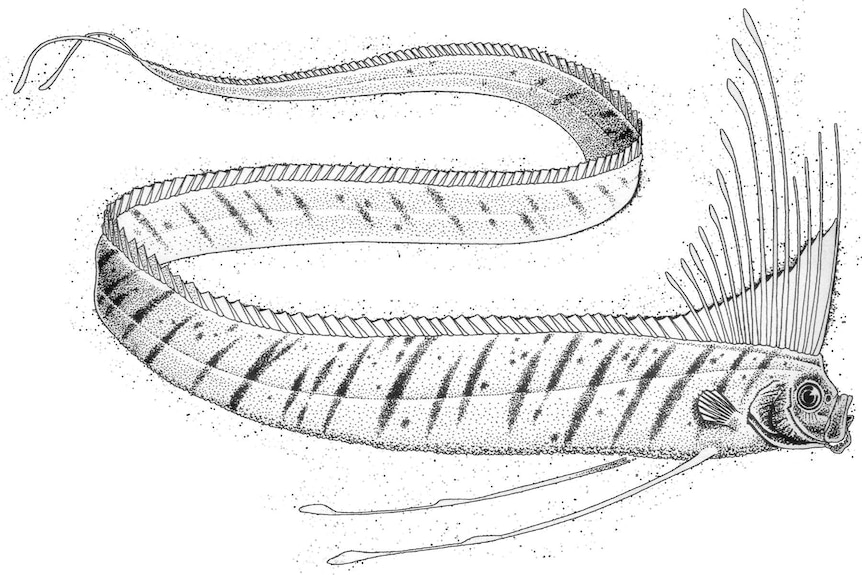 Illustration of an oarfish.