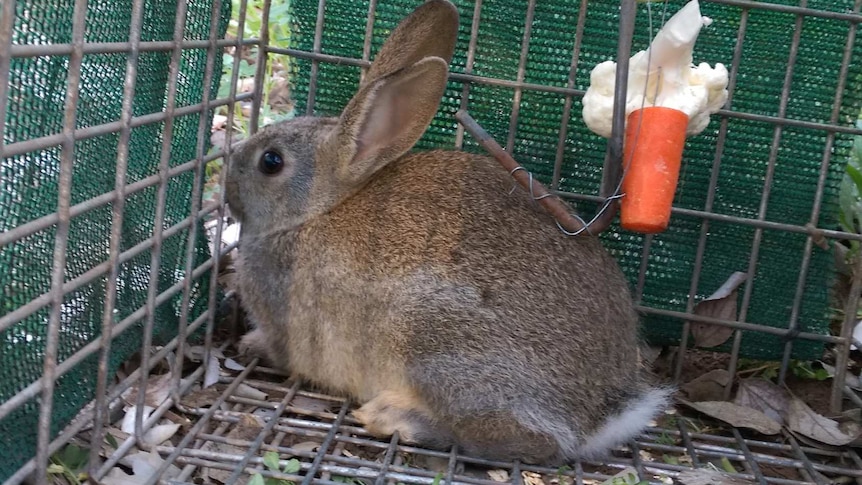 Rabbit caught in a trap at Tenthill Creek