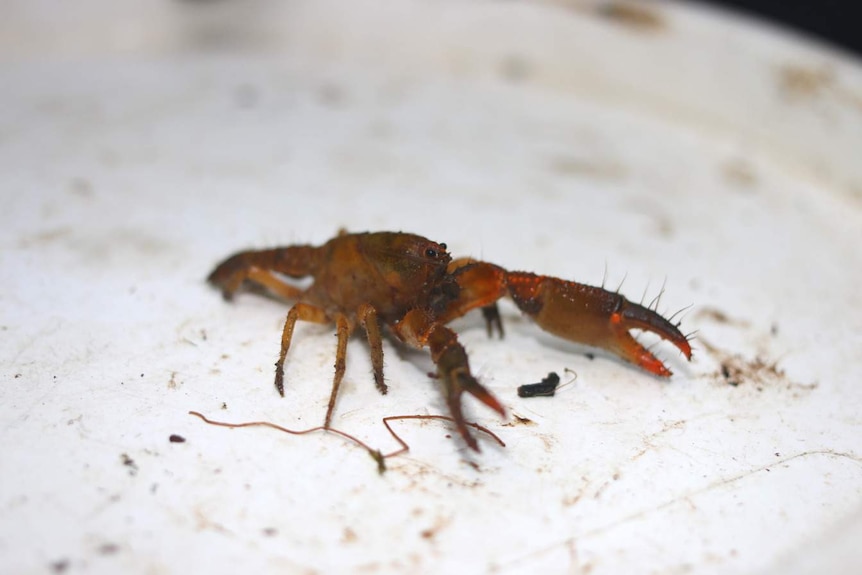 Tubercle burrowing crayfish close up on plastic bucket lid after release from trap