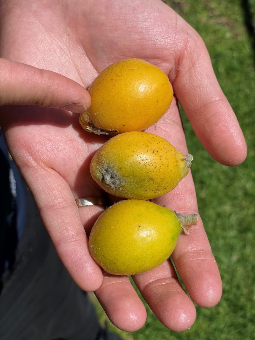 Three small loquats on a man's hand all at different stages of ripeness