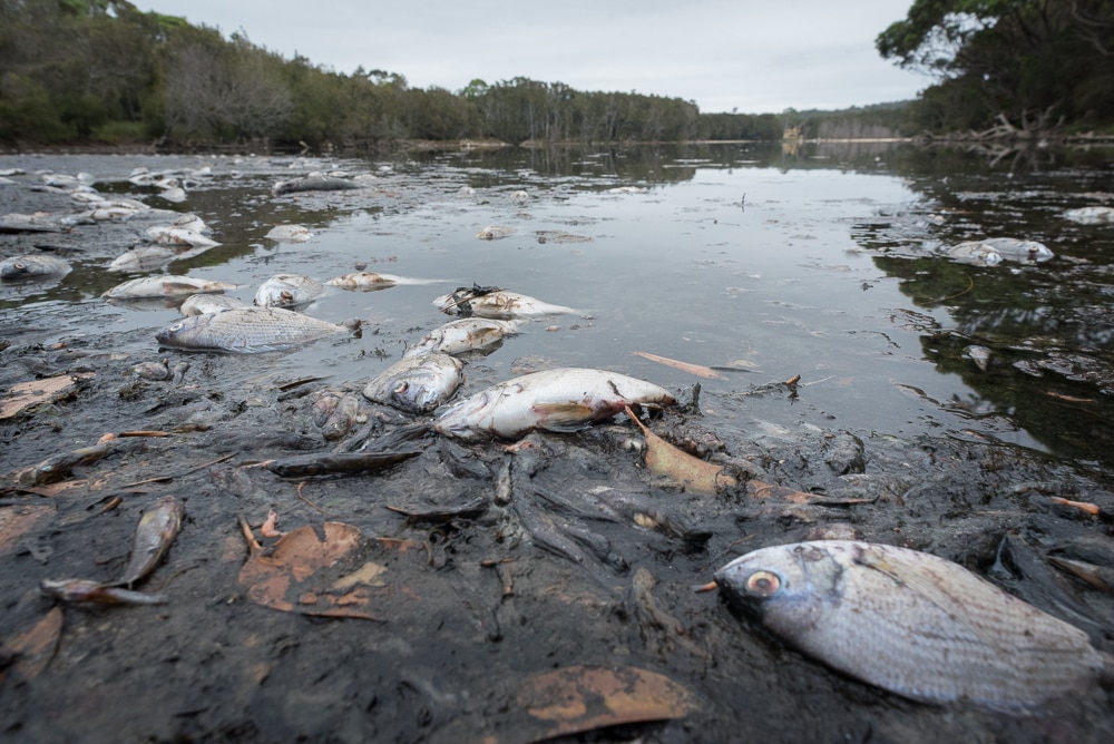 Thousands of fish wash up dead near Moruya in latest mass fish kill