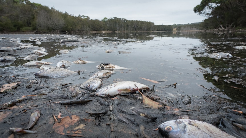 Hundreds of fish have washed up dead at Lake Meringo, near Moruya