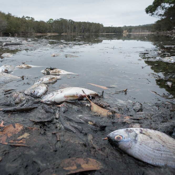 Hundreds of fish have washed up dead at Lake Meringo, near Moruya