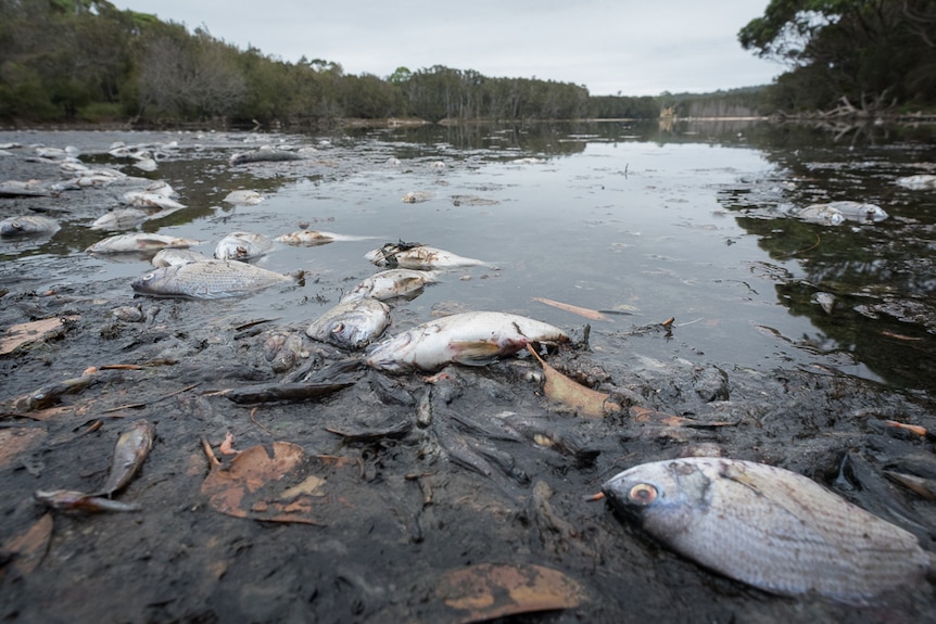 Hundreds of fish have washed up dead at Lake Meringo, near Moruya