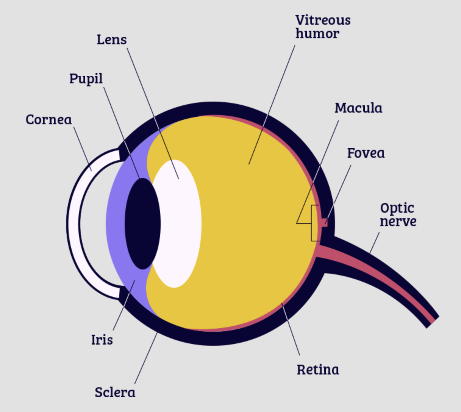 A diagram which points out different parts of the eye including macula, cornea, pupil