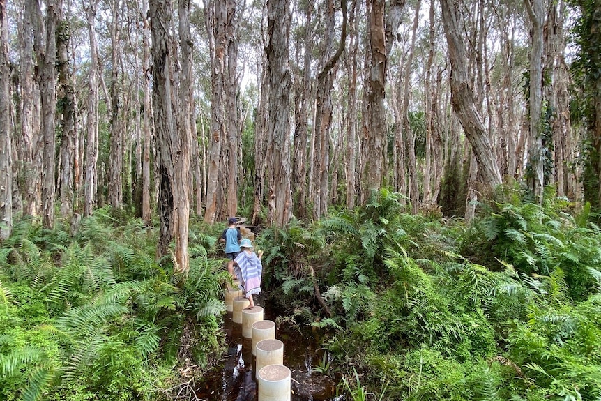 Children walking along a pathway through paperbark trees