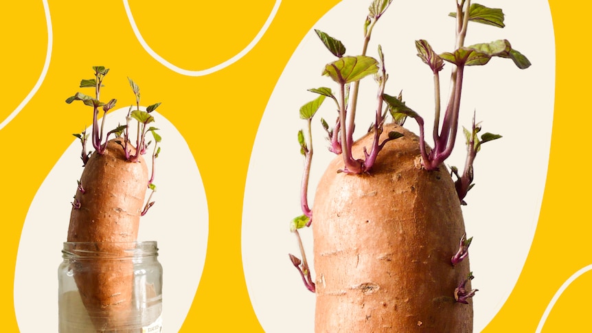 Two sweet potatoes in water in glass jar, sprouting roots and foliage, with a bright yellow background.