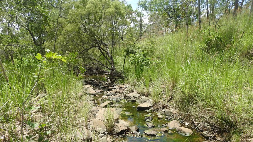 A photo of a creek in far north Queensland where the new species was found surrounded by lush green grass