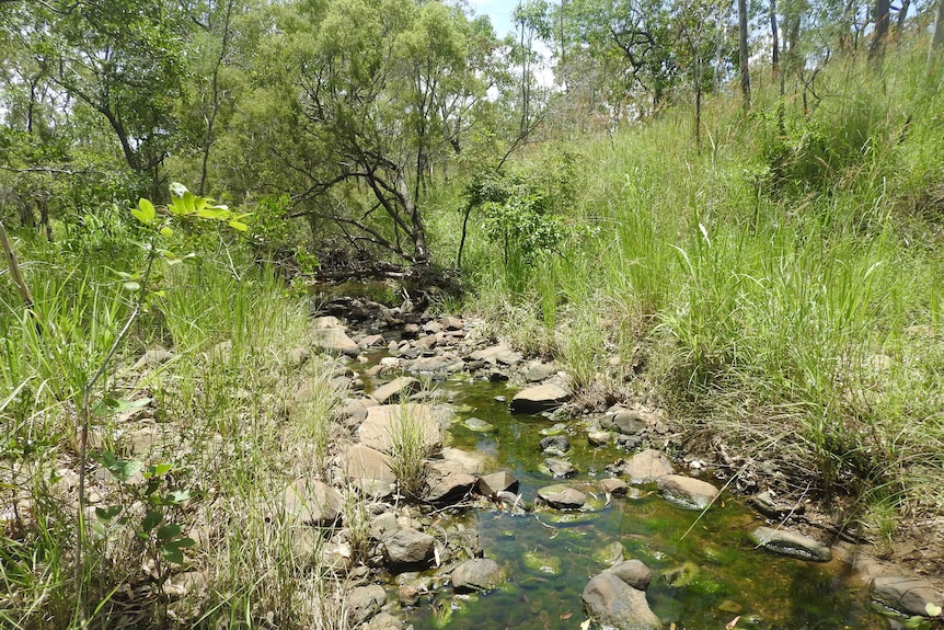 A photo of a creek in far north Queensland where the new species was found surrounded by lush green grass